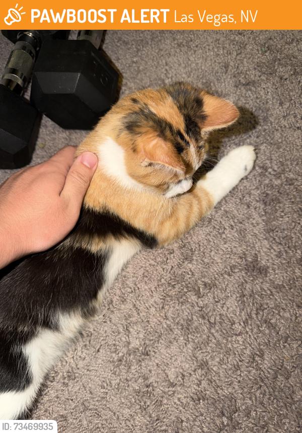 Found/Stray Unknown Cat last seen In my residential complex, Las Vegas, NV 89148