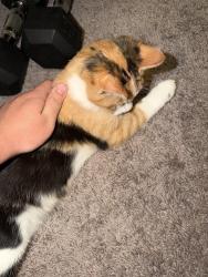 Found/Stray Unknown Cat last seen In my residential complex, Las Vegas, NV 89148