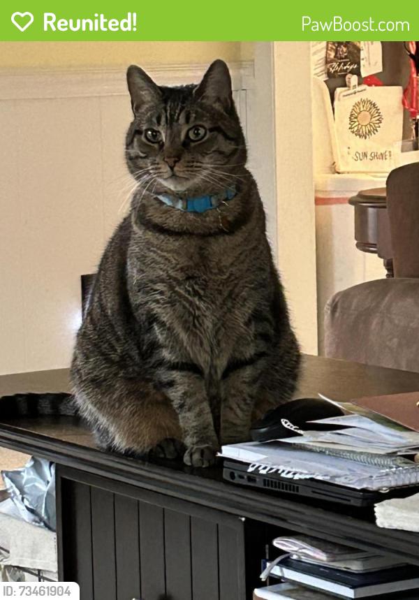 Reunited Male Cat last seen Bryant Farm, Charlotte, NC 28277