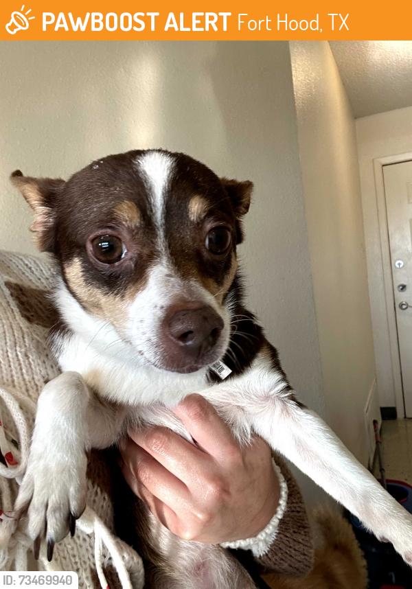 Found/Stray Female Dog last seen Large St, Fort Hood, TX 76549