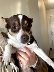 Found/Stray Female Dog last seen Large St, Fort Hood, TX 76549