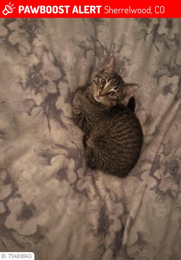 Lost Male Cat last seen Conifer rd and Leona drive, Sherrelwood, CO 80221