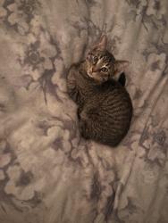 Lost Male Cat last seen Conifer rd and Leona drive, Sherrelwood, CO 80221