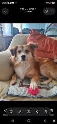 Lost Male Dog last seen By tractor supply, Barstow, CA 92311