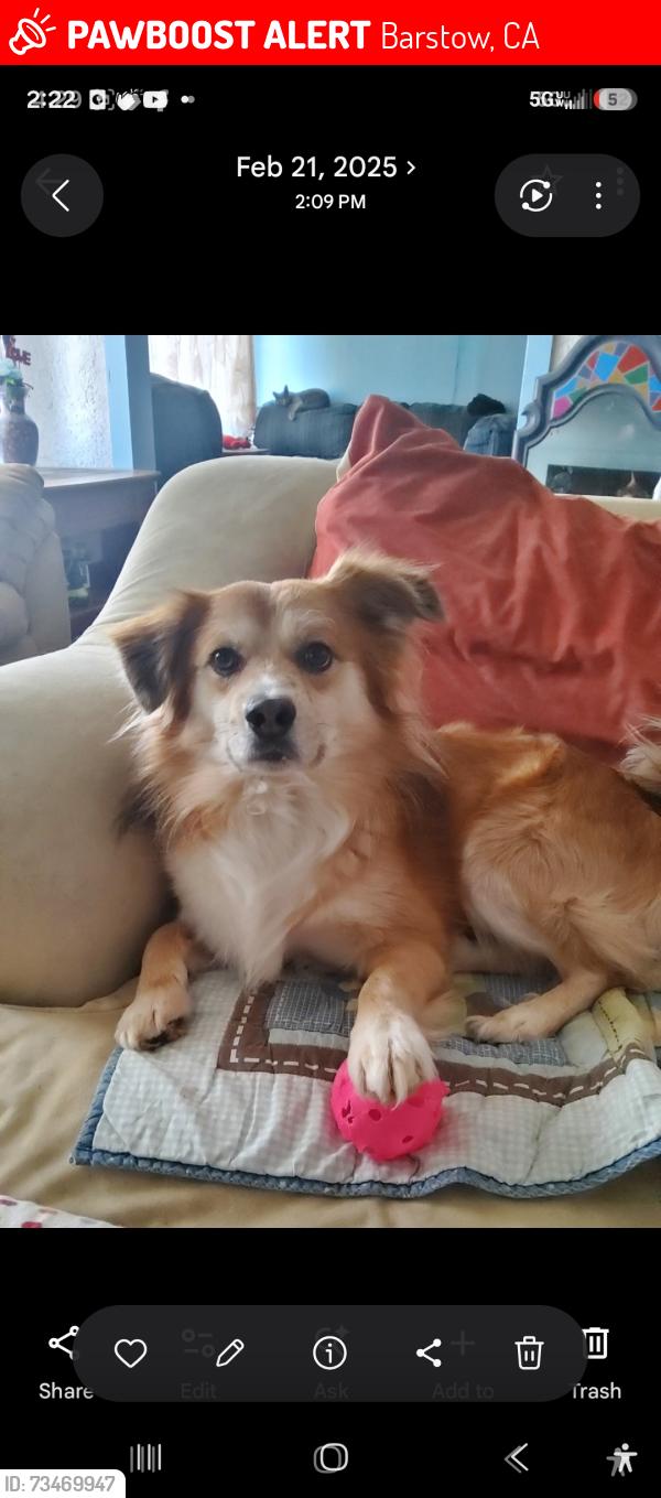 Lost Male Dog last seen By tractor supply, Barstow, CA 92311