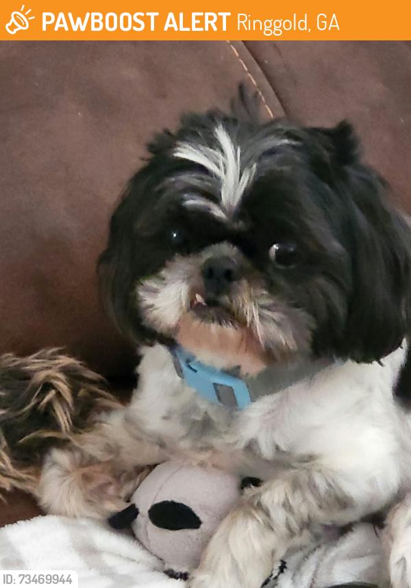 Found/Stray Male Dog last seen Hamil Hollow rd and crest view ringgold ga, Ringgold, GA 30736