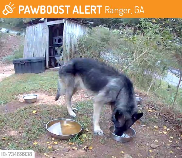 Found/Stray Male Dog last seen Near, Ranger, GA 30734