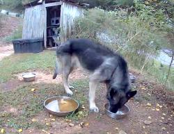 Found/Stray Male Dog last seen Near, Ranger, GA 30734