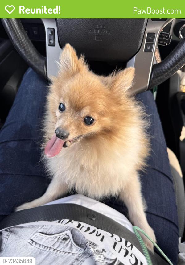 Reunited Female Dog last seen Damon School Road, Farm to Market Rd 1301, TX 77420