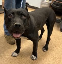 Shelter Stray Male Dog last seen Road 600, Madera County, CA, 205 Tozer St, Madera, CA 93638, USA