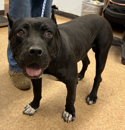 Shelter Stray Male Dog last seen Road 600, Madera County, CA, 205 Tozer St, Madera, CA 93638, USA