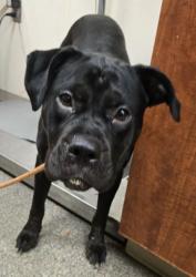 Shelter Stray Female Dog last seen Near Pleasant Ave, Lindenwald - Hamilton, OH, 1820 Princeton Rd, Hamilton, OH 45011, USA