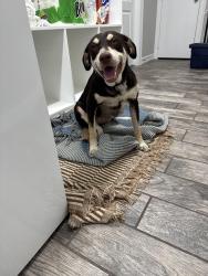 Found/Stray Female Dog last seen Oak Gardens & Brookdale in Kingwood, TX, Houston, TX 77339
