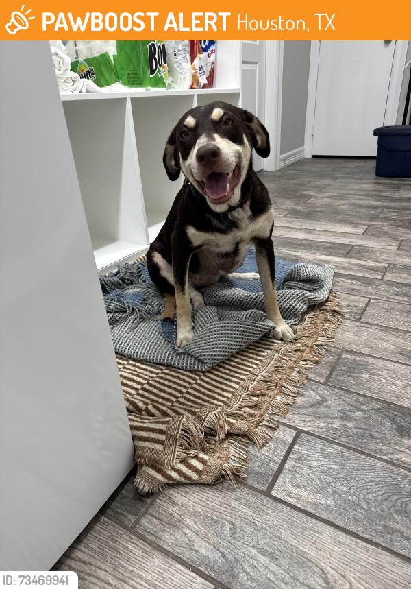Found/Stray Female Dog last seen Oak Gardens & Brookdale in Kingwood, TX, Houston, TX 77339