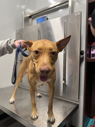 Shelter Stray Female Dog last seen north park, Zone 1, TX, 8755 Farm to Market 1516, Converse, TX 78109, USA