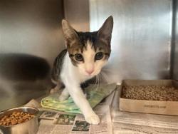 Shelter Stray Male Cat last seen Aiken Dr, City of Georgetown, TX, 1855 SE Inner Loop, Georgetown, TX 78626, USA