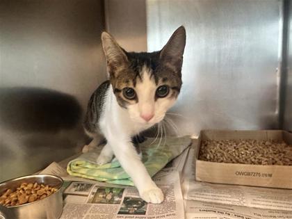 Shelter Stray Male Cat last seen Aiken Dr, City of Georgetown, TX, 1855 SE Inner Loop, Georgetown, TX 78626, USA