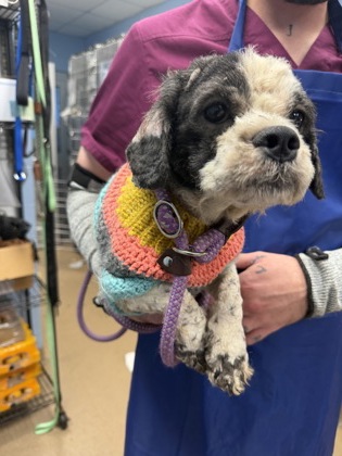 Shelter Stray Male Dog last seen Near Aztec Rd, Atlanta, GA 30340, 30340, GA, 3280 Chamblee Dunwoody Rd, Chamblee, GA 30341, USA