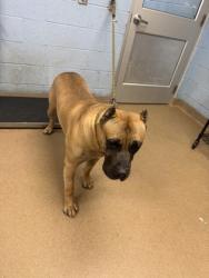 Shelter Stray Male Dog last seen Near Rambling Way Lithonia, GA 30058, 30058, GA, 3280 Chamblee Dunwoody Rd, Chamblee, GA 30341, USA