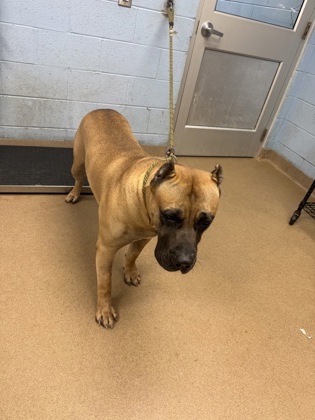 Shelter Stray Male Dog last seen Near Rambling Way Lithonia, GA 30058, 30058, GA, 3280 Chamblee Dunwoody Rd, Chamblee, GA 30341, USA