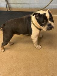 Shelter Stray Male Dog last seen Near Radcliffe Ct Decatur, 30034, 30034, GA, 3280 Chamblee Dunwoody Rd, Chamblee, GA 30341, USA