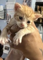 Shelter Stray Male Cat last seen Near Rogers Lake Road, 30058, GA, 3280 Chamblee Dunwoody Rd, Chamblee, GA 30341, USA