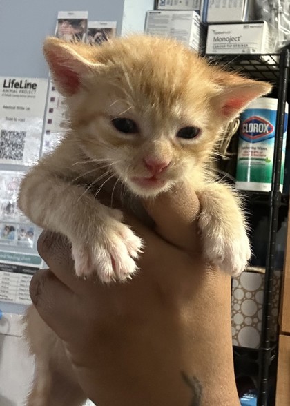 Shelter Stray Male Cat last seen Near Rogers Lake Road, 30058, GA, 3280 Chamblee Dunwoody Rd, Chamblee, GA 30341, USA