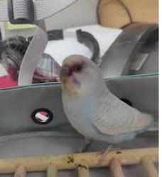 Shelter Stray Unknown Parakeet last seen Near Chamblee Dunwoody Rd, Atlanta, GA 30341, 30341, GA, 3280 Chamblee Dunwoody Rd, Chamblee, GA 30341, USA