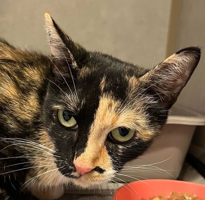 Shelter Stray Female Cat last seen Old Reliance Rd/ Reliance Church Rd, Brazos County, TX, 5359 Leonard Rd, Bryan, TX 77807, USA