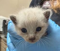 Shelter Stray Male Cat last seen Old Reliance Rd/ Reliance Church Rd, Brazos County, TX, 5359 Leonard Rd, Bryan, TX 77807, USA