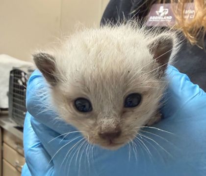 Shelter Stray Male Cat last seen Old Reliance Rd/ Reliance Church Rd, Brazos County, TX, 5359 Leonard Rd, Bryan, TX 77807, USA