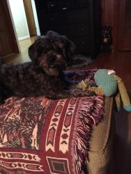 Reunited Female Dog last seen Vankleff/Bur, Port St. Lucie, FL 34952