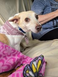 Reunited Male Dog last seen Covey Ln, Winston-Salem, NC 27107