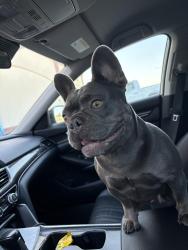 Lost Female Dog last seen Esperanza Dr Haslet 76053, Fort Worth, TX 76052