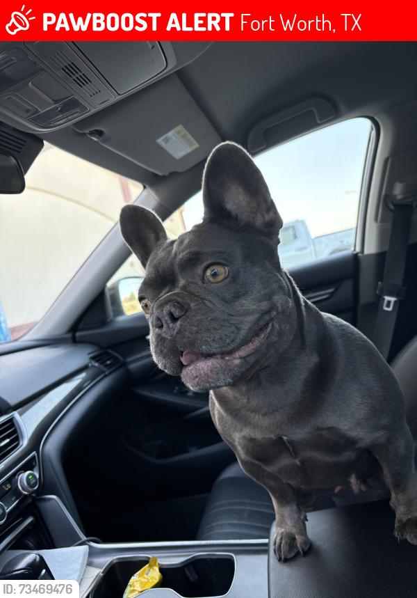 Lost Female Dog last seen Esperanza Dr Haslet 76053, Fort Worth, TX 76052