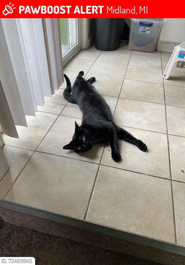 Lost Male Cat last seen Lalondes Market, 7-11, Greenfield Park, Midland, MI 48642