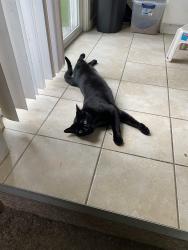 Lost Male Cat last seen Lalondes Market, 7-11, Greenfield Park, Midland, MI 48642