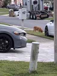 Lost Female Dog last seen Hatton Chase lane, Osceola County, FL 34746