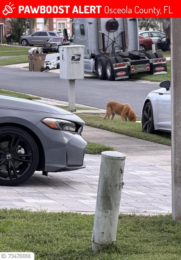 Lost Female Dog last seen Hatton Chase lane, Osceola County, FL 34746
