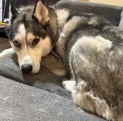 Reunited Female Dog last seen Fairview Dr near Sissom Rd, Killeen, TX 76541