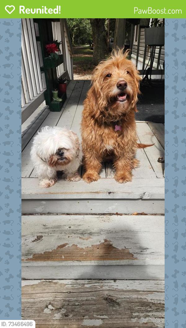 Reunited Male Dog last seen Manvel tx, Manvel, TX 77578