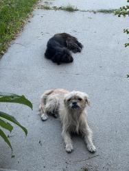 Found/Stray Female Dog last seen Home Ave & Randolph St., Bell, CA 90201