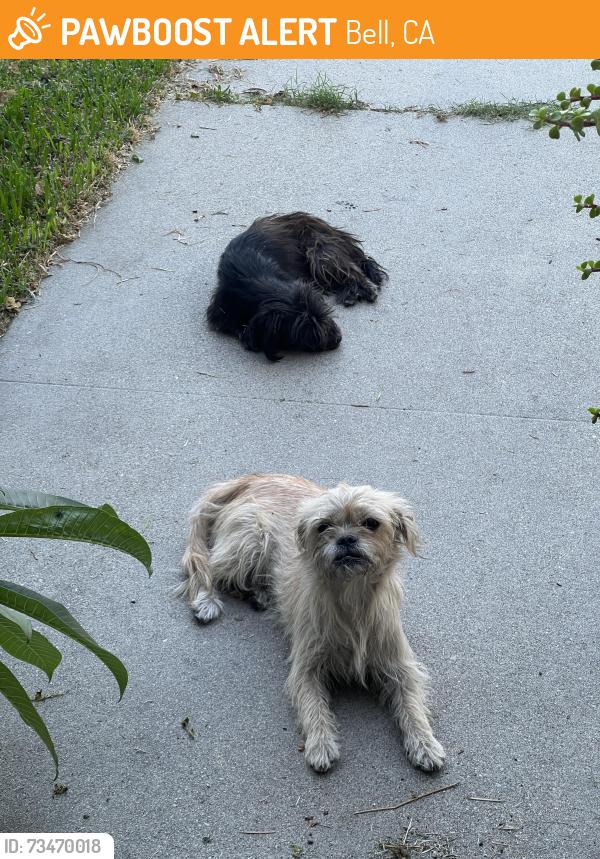 Found/Stray Female Dog last seen Home Ave & Randolph St., Bell, CA 90201