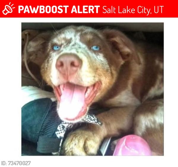 Lost Female Dog last seen Near 577 South 900 West, Salt Lake City, UT 84104, Salt Lake City, UT 84104