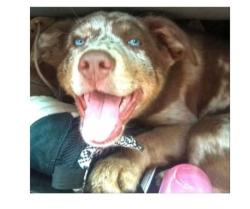 Lost Female Dog last seen Near 577 South 900 West, Salt Lake City, UT 84104, Salt Lake City, UT 84104
