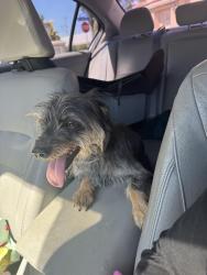 Found/Stray Unknown Dog last seen Target, Azusa, CA 91702
