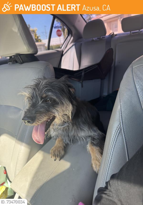 Found/Stray Unknown Dog last seen Target, Azusa, CA 91702