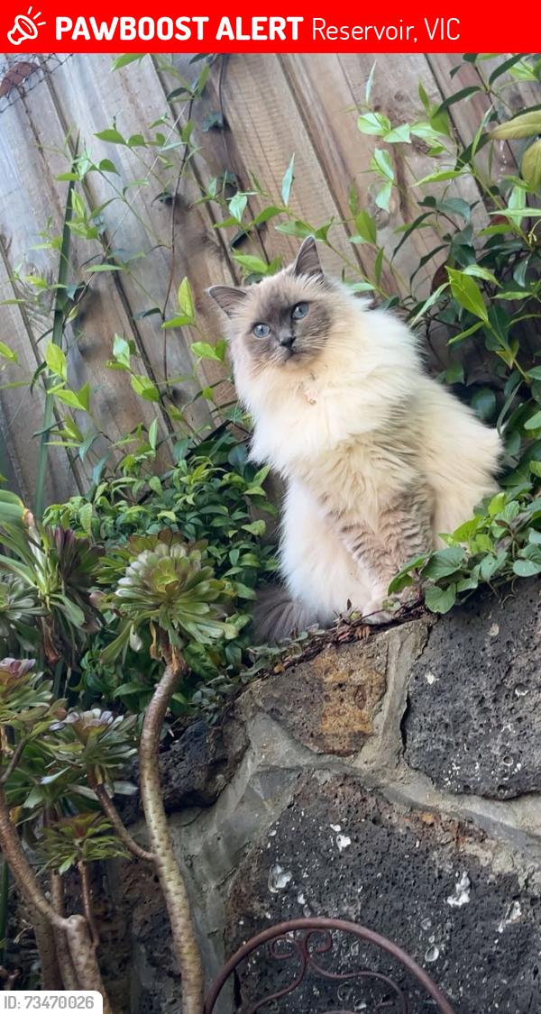 Lost Female Cat last seen Near the corner of Chaleyer Street & Ashton Street, Reservoir, Reservoir, VIC 3073