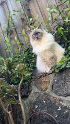 Lost Female Cat last seen Near the corner of Chaleyer Street & Ashton Street, Reservoir, Reservoir, VIC 3073
