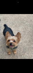 Reunited Male Dog last seen aspen terr, Teaneck, NJ 07666